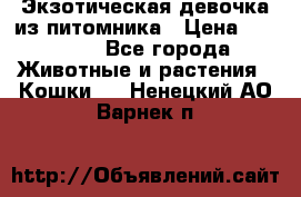 Экзотическая девочка из питомника › Цена ­ 25 000 - Все города Животные и растения » Кошки   . Ненецкий АО,Варнек п.